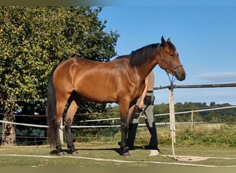 Mustang (kanadisch), Stute, 3 Jahre, 157 cm, Brauner