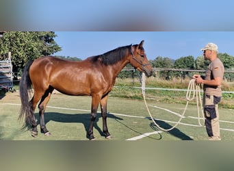 Mustang (kanadisch), Stute, 3 Jahre, 157 cm, Brauner