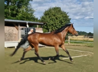 Mustang (kanadisch), Stute, 3 Jahre, 157 cm, Brauner