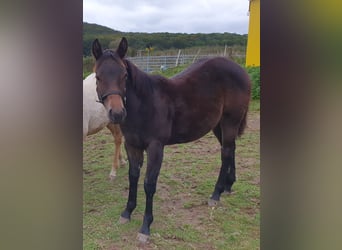 Mustang (canadees) Mix, Merrie, veulen (02/2024), 150 cm, Bruin