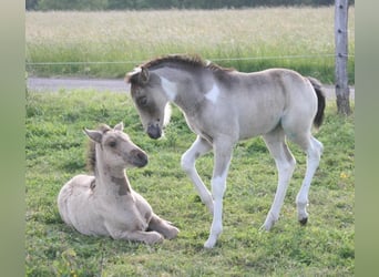 Mustang (canadees), Merrie, veulen (05/2023), 153 cm, Gevlekt-paard
