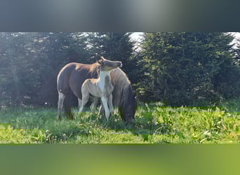 Mustang (canadees), Merrie, veulen (05/2023), 153 cm, Gevlekt-paard