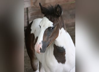 Mustang (canadees), Merrie, veulen (06/2023), 154 cm, Gevlekt-paard