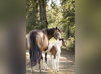 Mustang (canadees), Merrie, veulen (06/2023), 154 cm, Gevlekt-paard