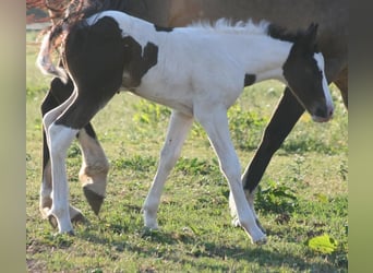 Mustang (canadees), Merrie, veulen (06/2023), 154 cm, Gevlekt-paard