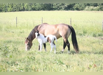Mustang (canadees), Merrie, veulen (06/2023), 154 cm, Gevlekt-paard