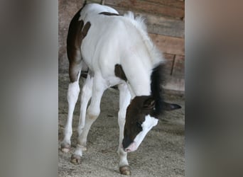 Mustang (canadees), Merrie, veulen (06/2023), 154 cm, Gevlekt-paard