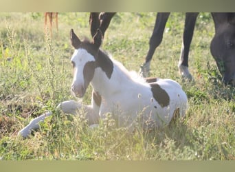 Mustang (canadees), Merrie, veulen (06/2023), 154 cm, Gevlekt-paard