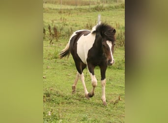 Mustang (canadees), Merrie, veulen (02/2023), 155 cm, Tobiano-alle-kleuren