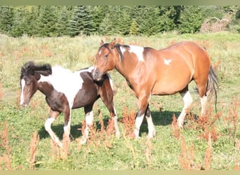 Mustang (canadees), Merrie, veulen (02/2023), 155 cm, Tobiano-alle-kleuren