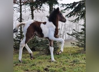 Mustang (canadees), Merrie, veulen (02/2023), 155 cm, Tobiano-alle-kleuren