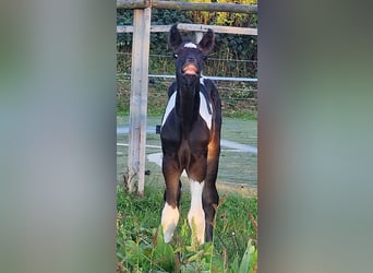 Mustang (canadees), Merrie, veulen (08/2023), 155 cm, Tobiano-alle-kleuren