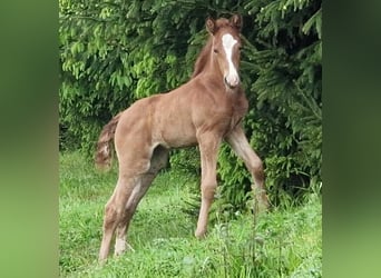 Mustang (kanadisch), Stute, Fohlen (04/2024), 155 cm, Fuchs