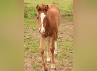 Mustang (kanadisch), Stute, Fohlen (04/2024), 155 cm, Fuchs