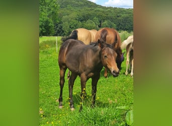 Mustang (canadees) Mix, Merrie, veulen (02/2024), Brauner