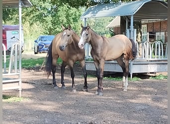 Mustang (kanadisch) Mix, Wallach, 1 Jahr, 158 cm, Buckskin