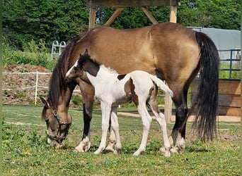 Mustang (canadese), Giumenta, 1 Anno, 154 cm, Pezzato