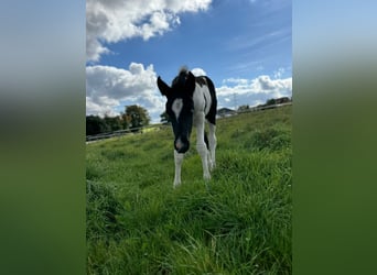 Mustang (canadese), Giumenta, 1 Anno, 155 cm