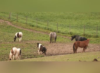 Mustang (canadese), Giumenta, 1 Anno, 155 cm, Tobiano-tutti i colori