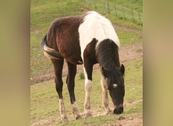Mustang (canadese), Giumenta, 1 Anno, 155 cm, Tobiano-tutti i colori
