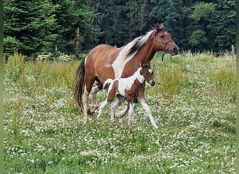 Mustang (canadese), Giumenta, 2 Anni, 157 cm, Tobiano-tutti i colori