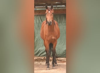 Mustang (canadese), Giumenta, 3 Anni, 157 cm, Baio