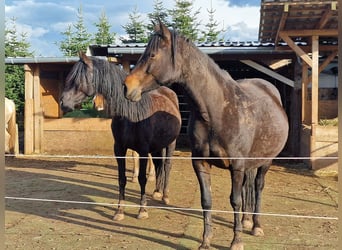 Mustang (canadese), Giumenta, 7 Anni, 157 cm, Baio nero