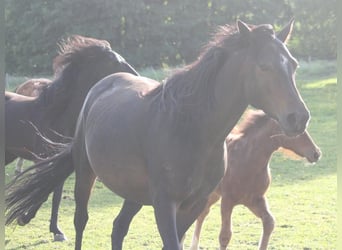 Mustang (canadese), Giumenta, 7 Anni, 157 cm, Baio nero