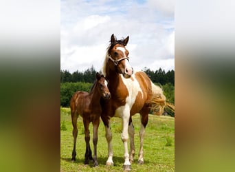 Mustang (canadese), Giumenta, 8 Anni, 157 cm, Baio nero