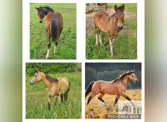 Mustang (canadese) Mix, Giumenta, Puledri (02/2024), 150 cm, Baio