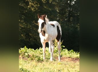 Mustang (canadese), Giumenta, Puledri
 (06/2023), 154 cm, Pezzato