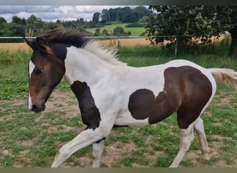 Mustang (canadese), Stallone, Puledri
 (03/2024), 155 cm, Tobiano-tutti i colori