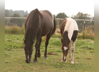 Mustang (canadese), Stallone, Puledri
 (03/2024), 155 cm, Tobiano-tutti i colori