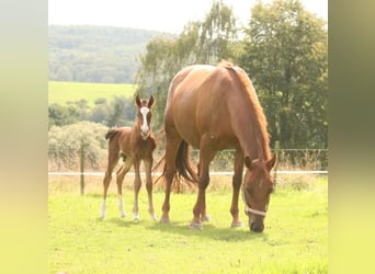Mustang (canadese), Stallone, Puledri
 (08/2023), 156 cm, Baio