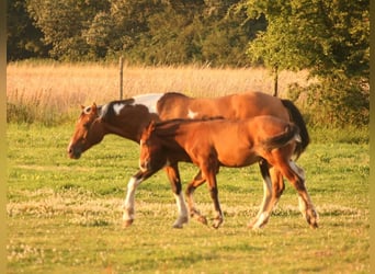 Mustang (canadese), Stallone, Puledri
 (03/2024), 156 cm, Baio