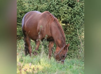 Mustang (canadian), Mare, 12 years, 15 hh, Chestnut