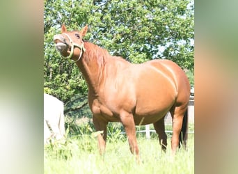 Mustang (canadian), Mare, 12 years, 15 hh, Chestnut