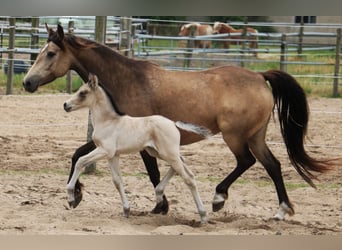 Mustang (canadian) Mix, Mare, 1 year, 14.2 hh, Buckskin