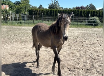 Mustang (canadian) Mix, Mare, 1 year, 15.1 hh, Buckskin