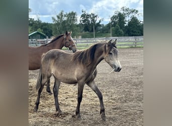 Mustang (canadian) Mix, Mare, 1 year, 15,1 hh, Buckskin