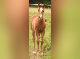 Mustang (canadian), Mare, 1 year, 15,1 hh, Chestnut-Red