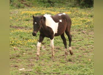 Mustang (canadian), Mare, 1 year, 15.1 hh, Tobiano-all-colors