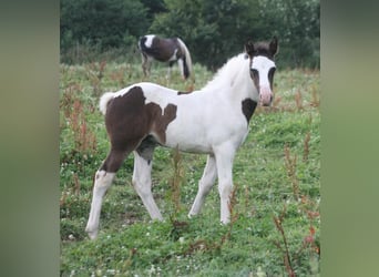 Mustang (canadian), Mare, 1 year, 15 hh, Pinto