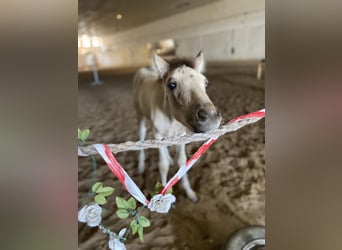 Mustang (canadian) Mix, Mare, 2 years, 15,1 hh, Buckskin