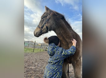 Mustang (canadian) Mix, Mare, 2 years, 15,1 hh, Buckskin