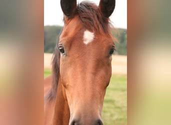 Mustang (canadian), Mare, 3 years, 15.1 hh, Brown