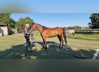 Mustang (kanadisch), Stute, 3 Jahre, 15,1 hh, Brauner