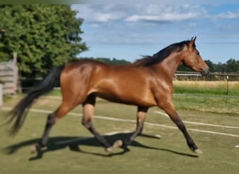 Mustang (canadian), Mare, 3 years, 15.1 hh, Brown