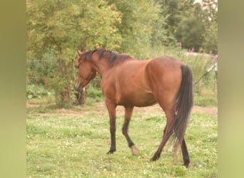 Mustang (canadian), Mare, 3 years, 15.1 hh, Brown