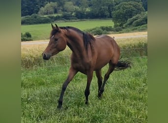 Mustang (canadian), Mare, 3 years, 15.1 hh, Brown